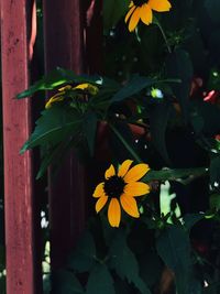 Close-up of yellow flowering plant