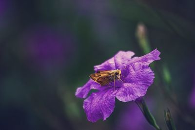 Close-up of honey bee on pink flower