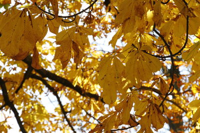 Low angle view of autumnal leaves