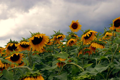 Close-up of yellow flowering plants against cloudy sky
