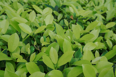 Full frame shot of green leaves