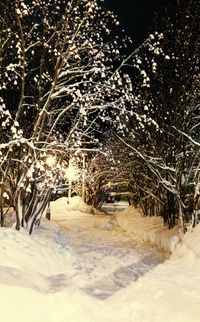 Trees in winter