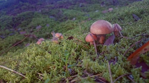 Wild mushrooms growing on tree trunk