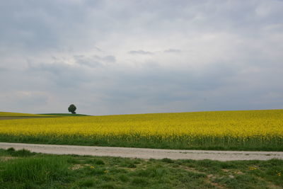 Scenic view of field against sky