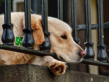 Close-up of a dog in looking through railings. golden retriever dog.