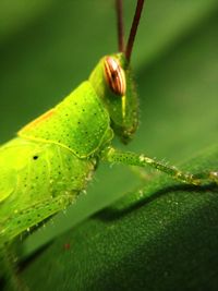 Close-up of insect on plant