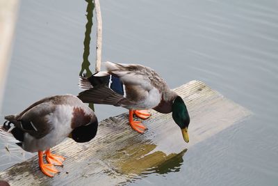 High angle view of ducks swimming on lake