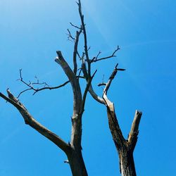 Low angle view of bare tree against clear blue sky