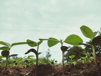 Close-up of plants growing on field against sky