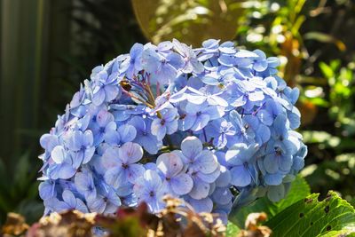 Close-up of blue hydrangea flowers