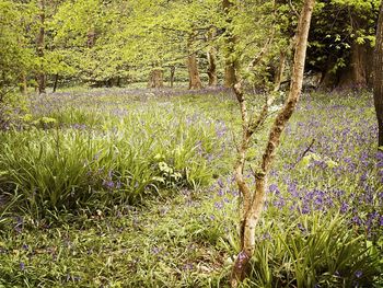 Plants growing on field