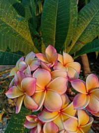 Close-up of frangipani on plant