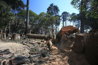 Man amidst trees in forest against sky