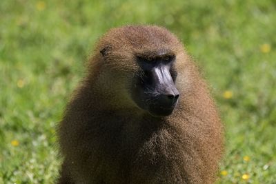 Close-up of monkey looking away on field