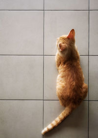 Cat sitting on tiled floor