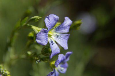 Close-up of purple flowering plant