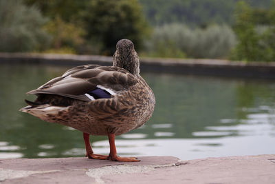 Bird on a lake