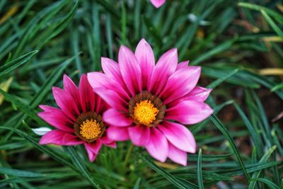 Close-up of pink flower blooming outdoors