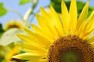 Close-up of sunflower