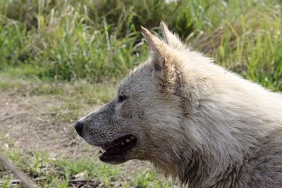 Side view of an animal