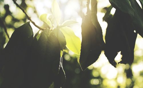 Close-up of leaves against blurred background