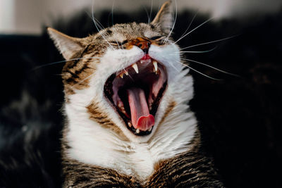 Close-up of cat yawning