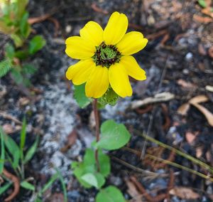 Close-up of yellow flower blooming outdoors