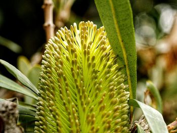 Close-up of cactus flower