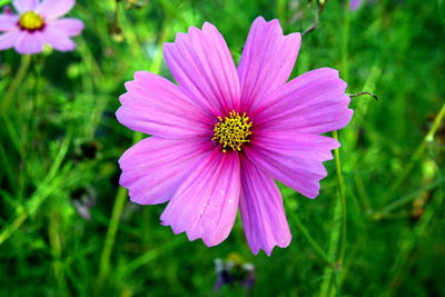 Close-up of pink cosmos flower