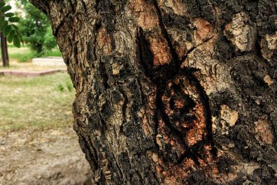 Close-up of tree trunk