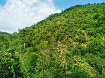 Scenic view of forest against sky