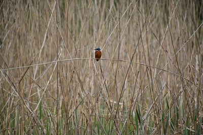 Close-up of bird perching on grass