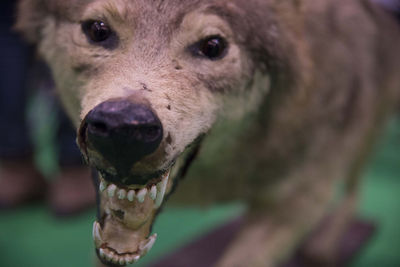 Close-up portrait of dog