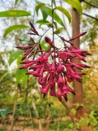 Close-up of red flowers blooming outdoors