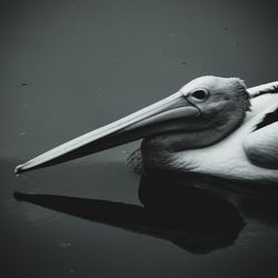 Close-up of duck swimming in lake