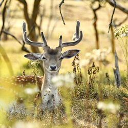 Portrait of deer on land