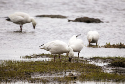 Group of snow geese foraging greedily in muddy beach on the north shore of the st. lawrence rive