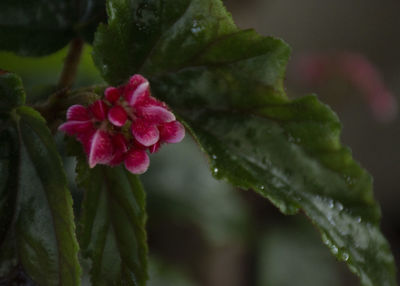 Close-up of wet pink rose flower