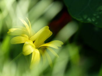 Close-up of yellow flowering plant