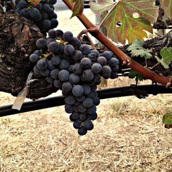 Close-up of grapes in vineyard