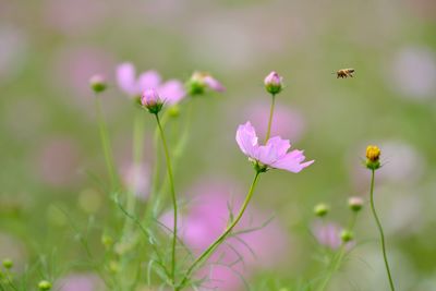 Close-up of pink flowers blooming outdoors