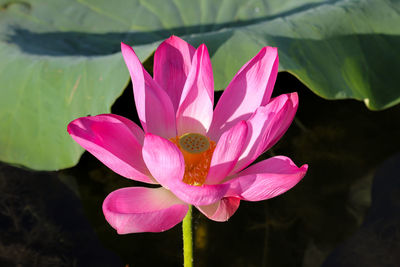 Close-up of pink lotus water lily in pond