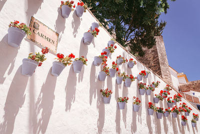 Low angle view of flowering plants against building