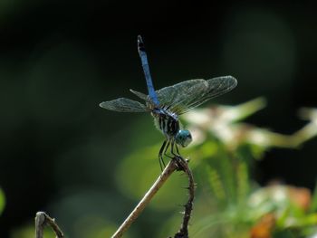 Close-up of damselfly perching on leaf