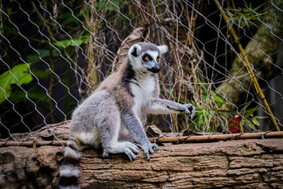 Ring-tailed lemur looking away beside a chainlink fence.