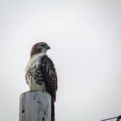 Low angle view of bird perching on wooden post against clear sky