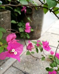 Close-up of pink bougainvillea blooming outdoors