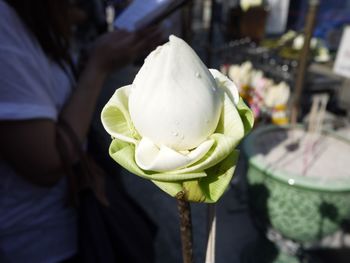 Close-up of white rose