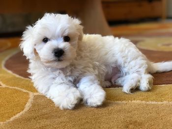 Portrait of white puppy