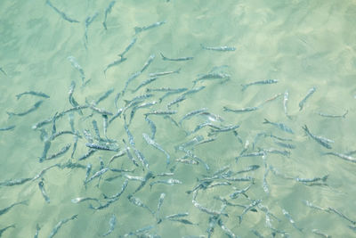 High angle view of fishes in sea